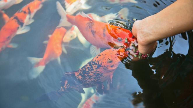 杜仲飼料添加劑 杜仲飼料添加劑