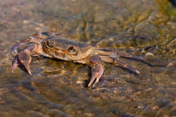 杜仲飼料添加劑 杜仲飼料添加劑