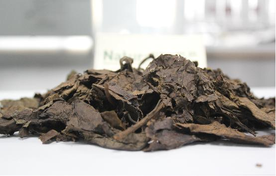 杜仲原料 杜仲原料