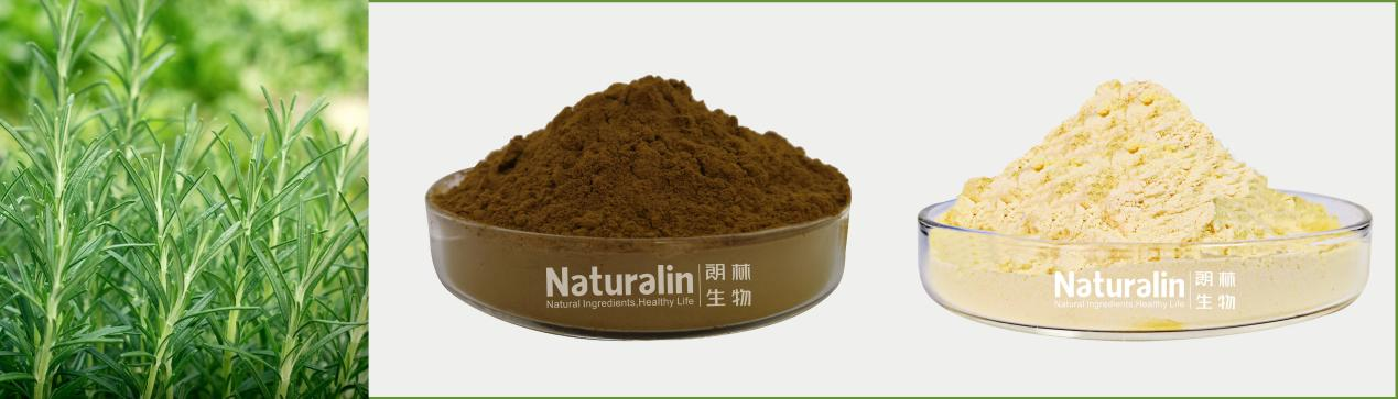 迷迭香提取物 迷迭香提取物